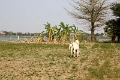 35_ile koh_chong_tissage_002